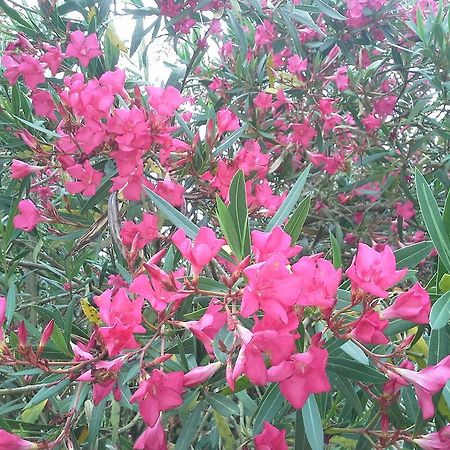 Coudures Maison D'Hotes Brameloup Jardin Ovale מראה חיצוני תמונה
