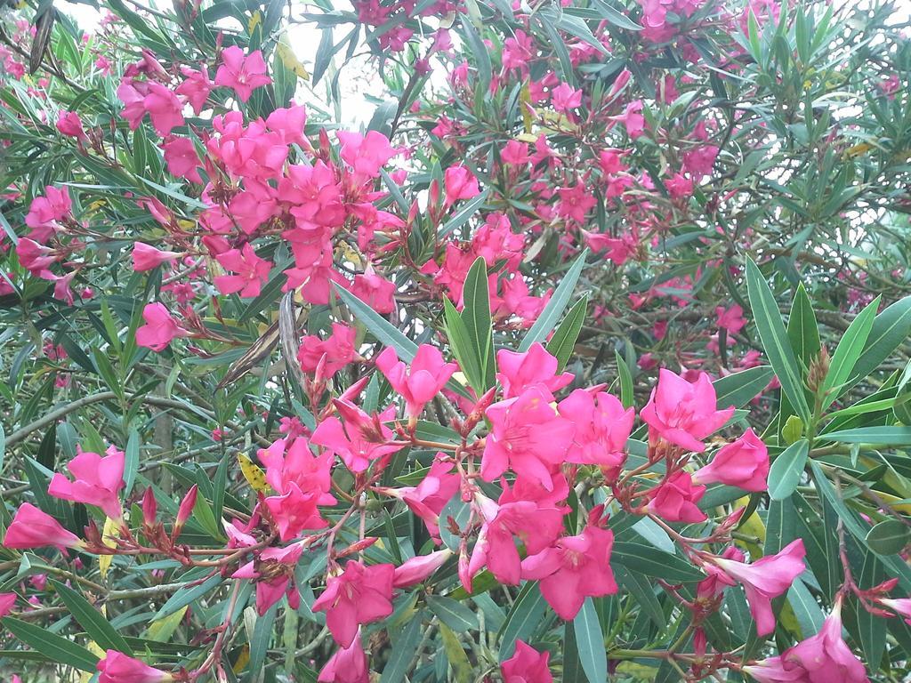 Coudures Maison D'Hotes Brameloup Jardin Ovale מראה חיצוני תמונה